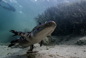 Alligator by Michael Dornellas 